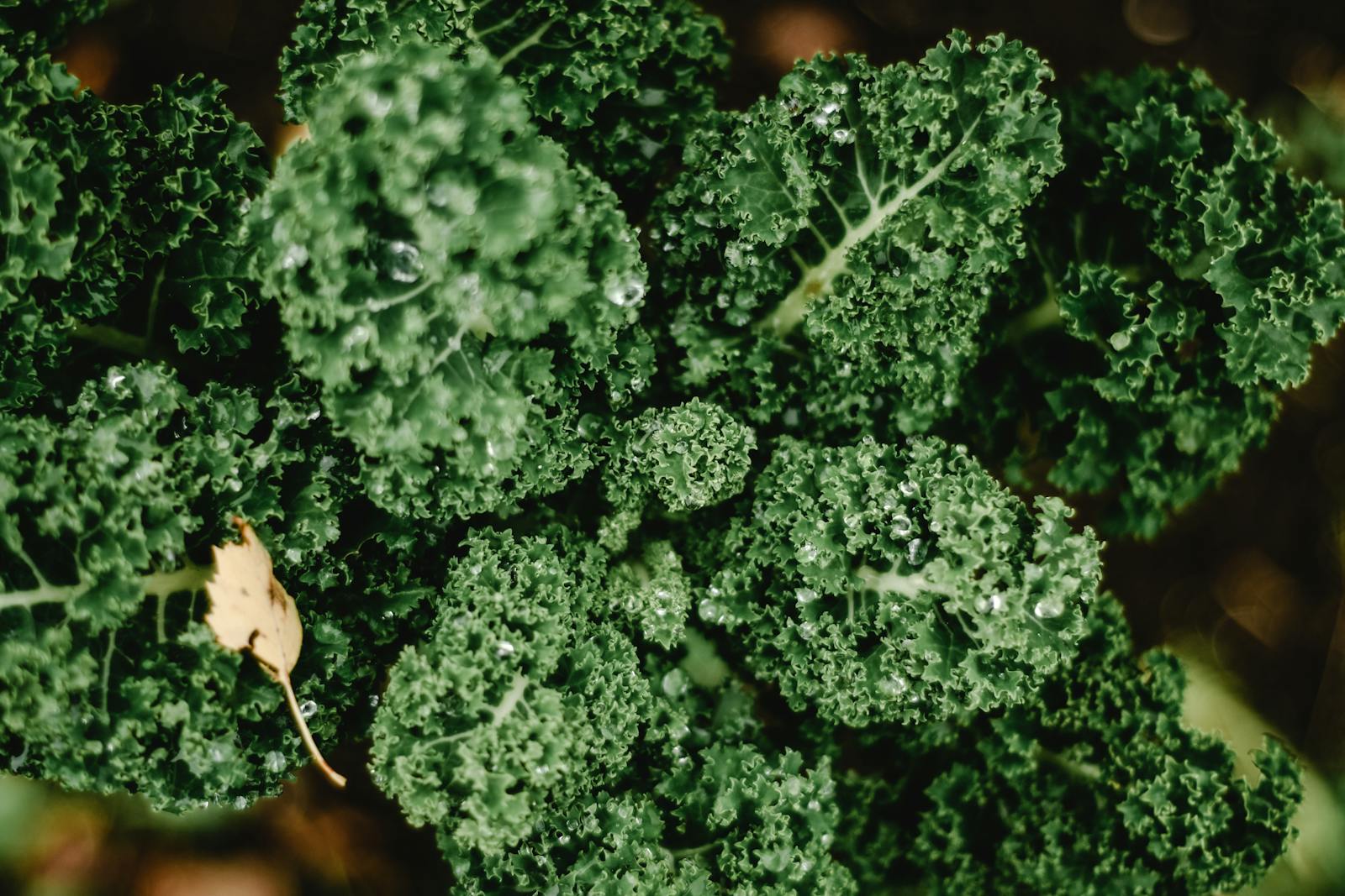 Fresh leafy green kale with water droplets, a dietary magnesium source