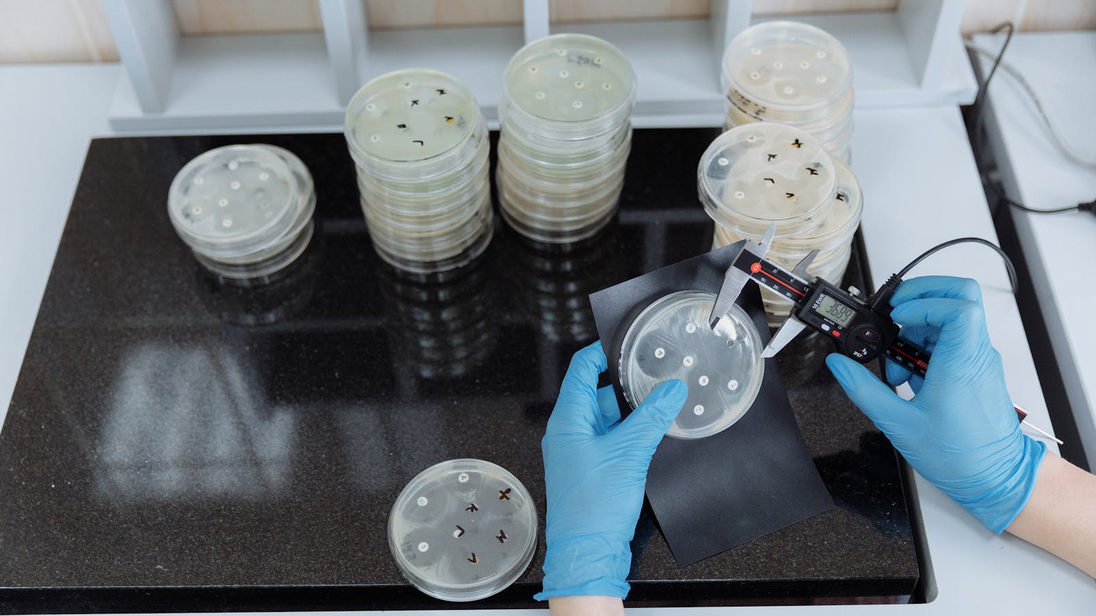 Laboratory worker examining a petri dish under sterile conditions